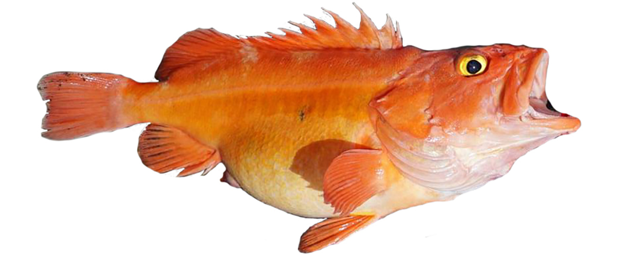 yelloweye rockfish.jpg FWS.gov